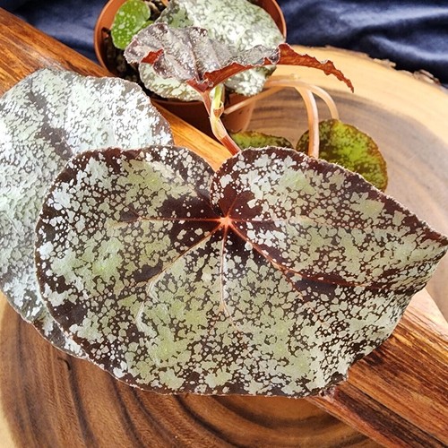 Sale2147 begonia moona - begonia,