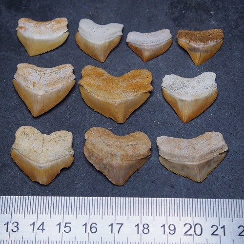 Pezzi denti fossili di - pezzi,
