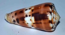 COQUILLAGES - CONIDAE - CONUS
