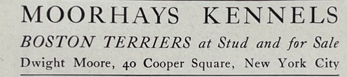 1903 boston terriers stampa - boston,