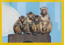 Panini National Geographic -