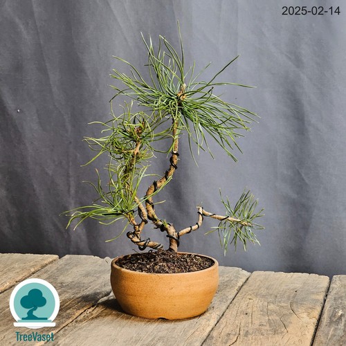 Pinus sylvestris bonsai double - sylvestris,
