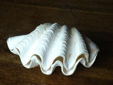 COQUILLAGE BENITIER BIVALVE