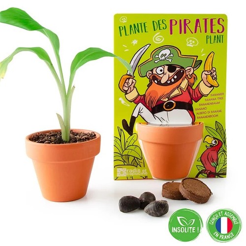 Kit semina banano plante - di,