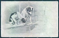 Animali Cane Jack Russell Terrier PIN HOLE cartolina cartolina TW1113