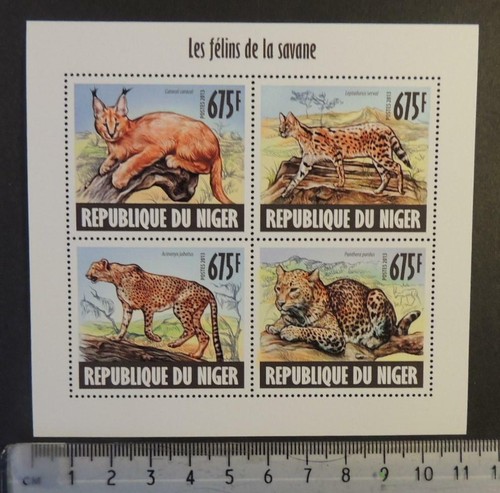Niger 2013 gatti selvatici