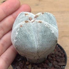 Astrophytum myriostigma onzuka