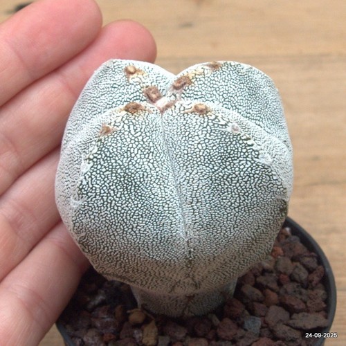 Astrophytum myriostigma onzuka