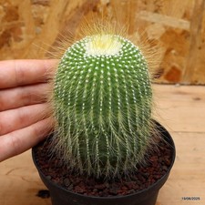 Notocactus leninghausii intermedio Vaso 10 cm Cod.1906-18