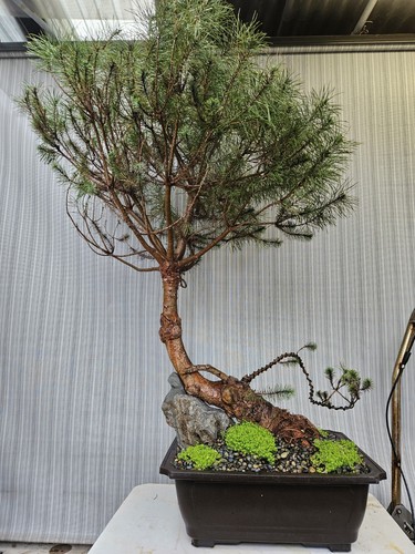 Old pinus pinea - pinus,