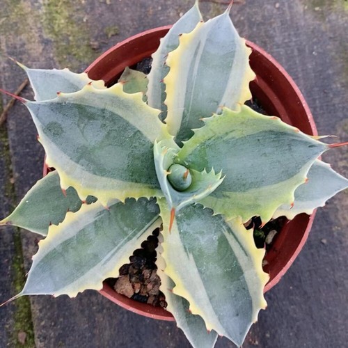Pianta agave succulenta - pianta,