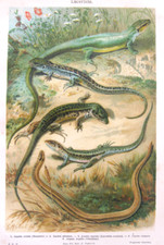 stampa antica old print CROMOLITOGRAFIA lucertola ramarro lacerta anguis 1902