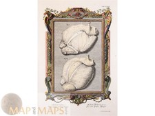 Oxen Stomach Fibrae primi