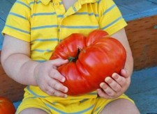 POMODORO BIG ZAC - POMODORO GIGANTE, FRUTTI FINO A 3,0 KG, 50 SEMI + OMAGGIO