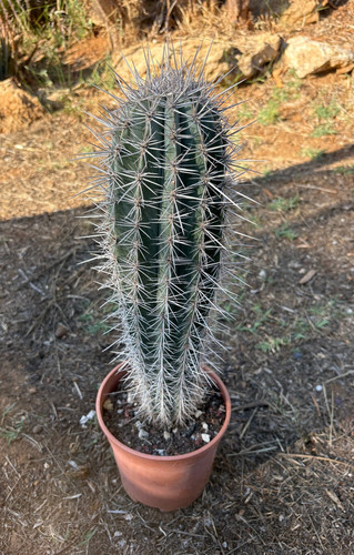 Pachycereus pringlei cactus - pachycereus,