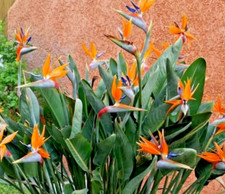 Strelitzia reginae - Arancio