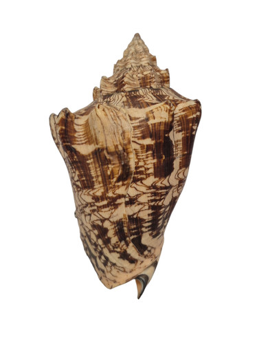 Conchiglia shell voluta ebraea - shell,