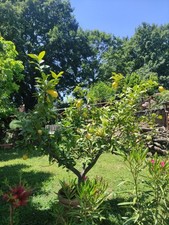 Piante Di Limone In Vaso