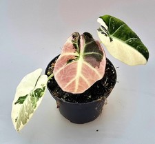 Bellissima Alocasia Black Velvet Pink Variegata Alta Qualità MZ5