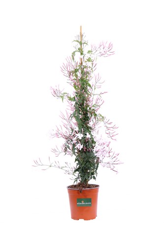 Pianta gelsomino marzolino - di,
