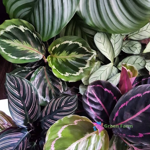 Semi misti calathea - misti,