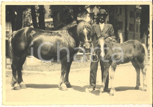 1940 sondrio mostra equina - 1940,