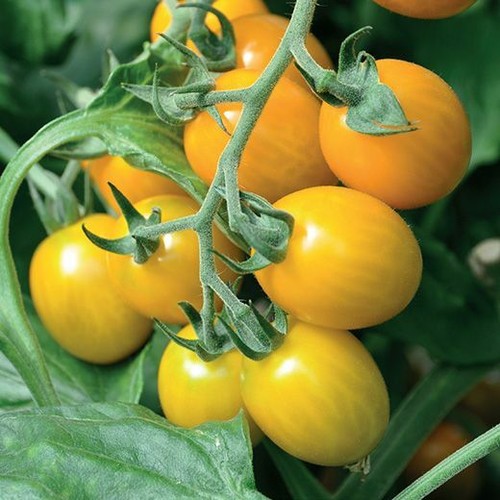 150 semi pomodoro cilegino - di,