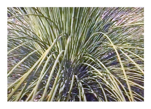 10x dasylirion quadrangulatum - 10x,