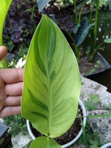 Pianta canna wolfsong foglia - canna,