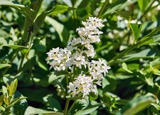 Ligustro sinense "Ligustrum