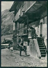 Cuneo Ruffia Asino Foto FG cartolina MZ0561