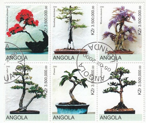 Angola 2000 alberi bonsai - 2000,