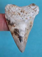 Dente di squalo bianco 5,1 cm