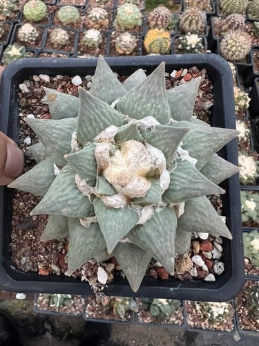 Rara pianta cactus - di,