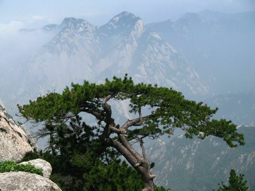 Pinus tabuliformis pino - pinus,
