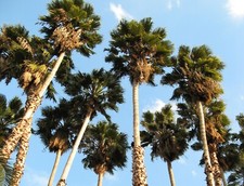 Washingtonia robusta x 15 semi