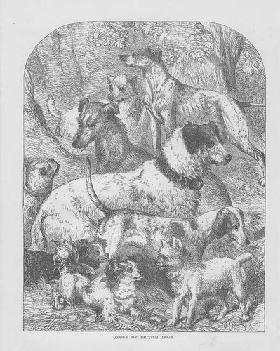 Cani razze canine - cani,