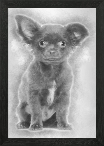 Chihuahua cucciolo mesi o - mesi,
