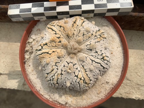 300 selected astrophytum - 300,