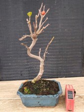 bonsai di melo   h 33 cm