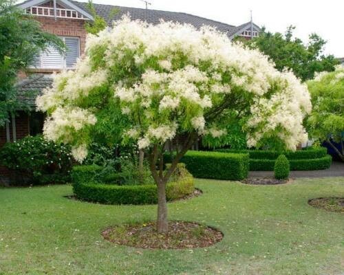 Orniello fraxinus ornus - "fraxinus, ornus"