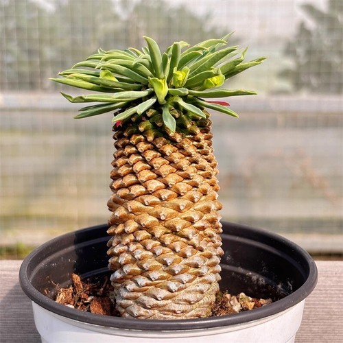 Pianta cactus succulenta - pianta,