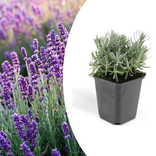 Lavanda lavandula - lavanda, "lavandula