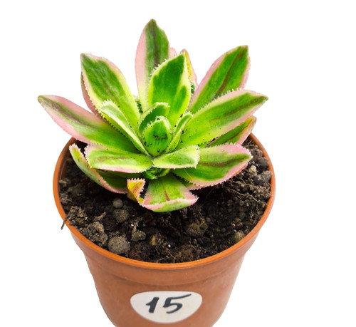 Aeonium simsii variegata vaso - aeonium,
