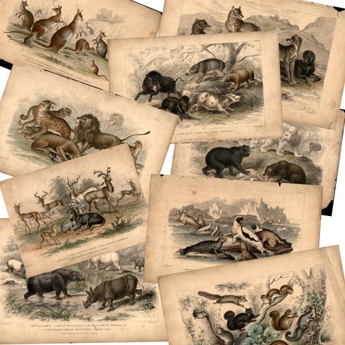Lotto antiche stampe - lotto, 9