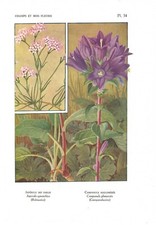 Stampa antica fiori liberty - stampa,