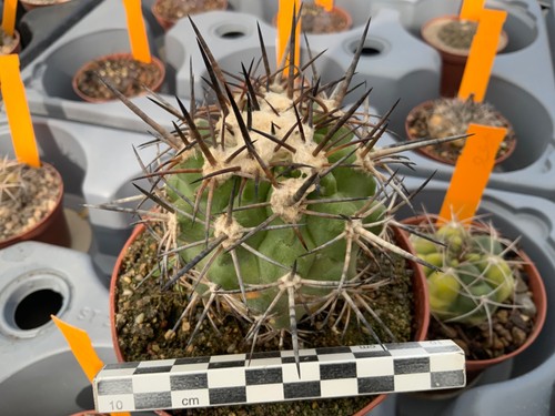 482 copiapoa alticostata - copiapoa,