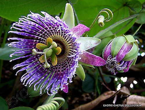Passiflora ligularis
