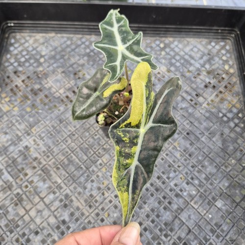 Alocasia sanderiana nobilis - sanderiana, 'nobilis'