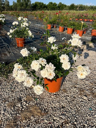 Rosa iceberg vaso - rosa, 24